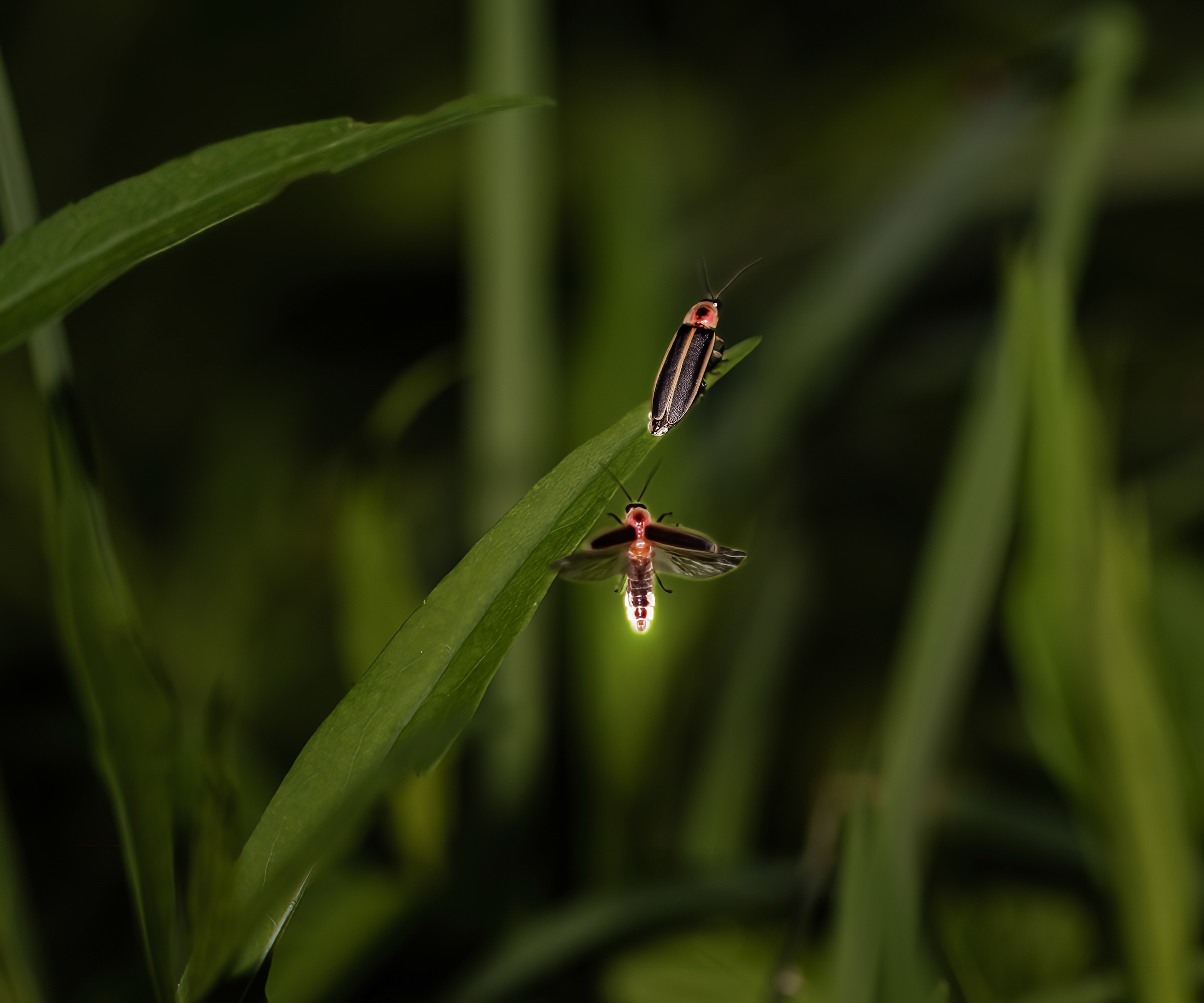 Two fireflies, one on a blade of grass and the other flying onto it, glowing